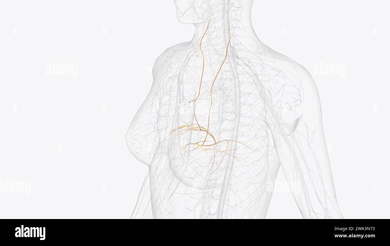 The phrenic nerve is a bilateral, mixed nerve that originates in the neck and descends through the thorax to reach the diaphragm 3d illustration Stock Photo