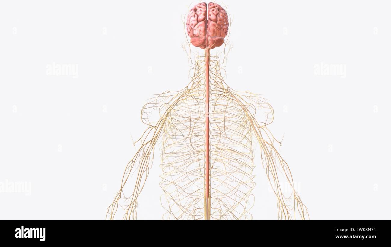 HOW DO THE BRAIN SPINAL CORD AND NERVES WORK TOGETHER visual data 6