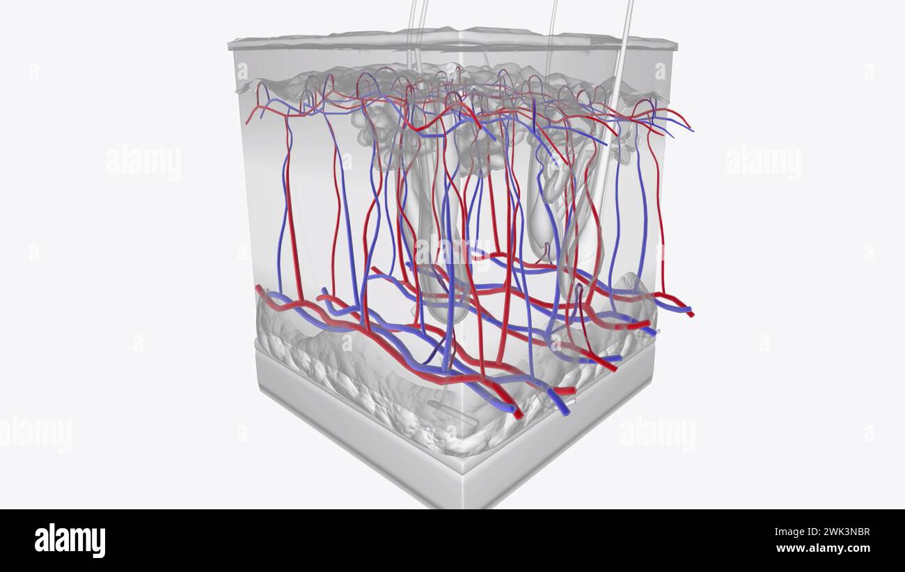 The fenestrated capillary network (choriocapillaris) is a unique