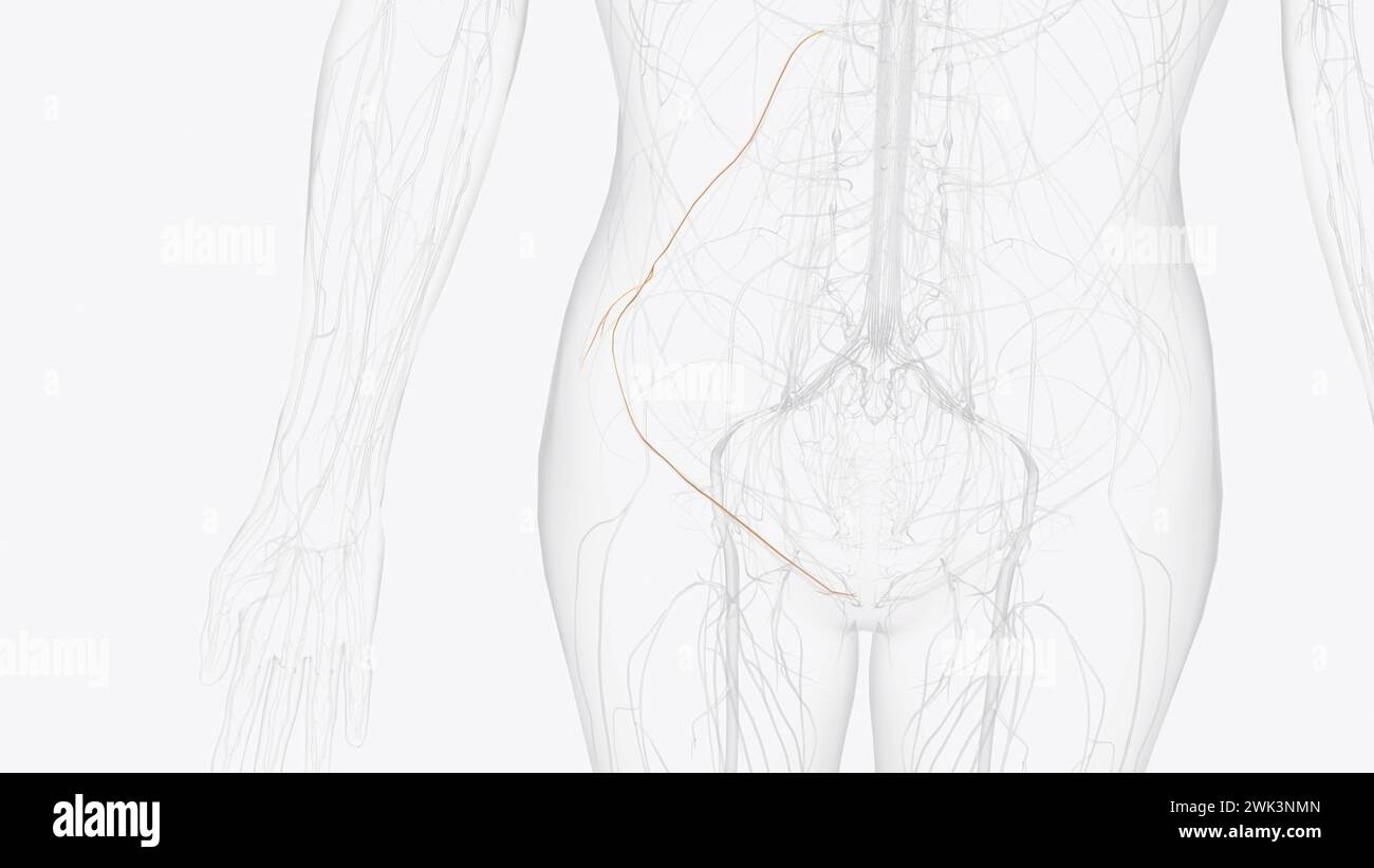 The iliohypogastric nerve is the first major branch of the lumbar plexus 3d illustration Stock Photo