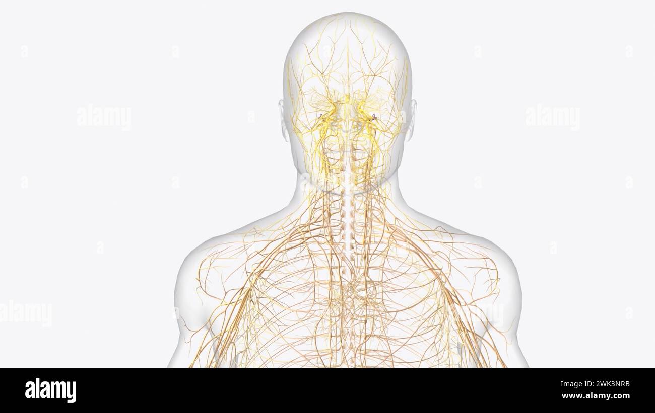 Human brain olfactory nerve hi-res stock photography and images - Alamy