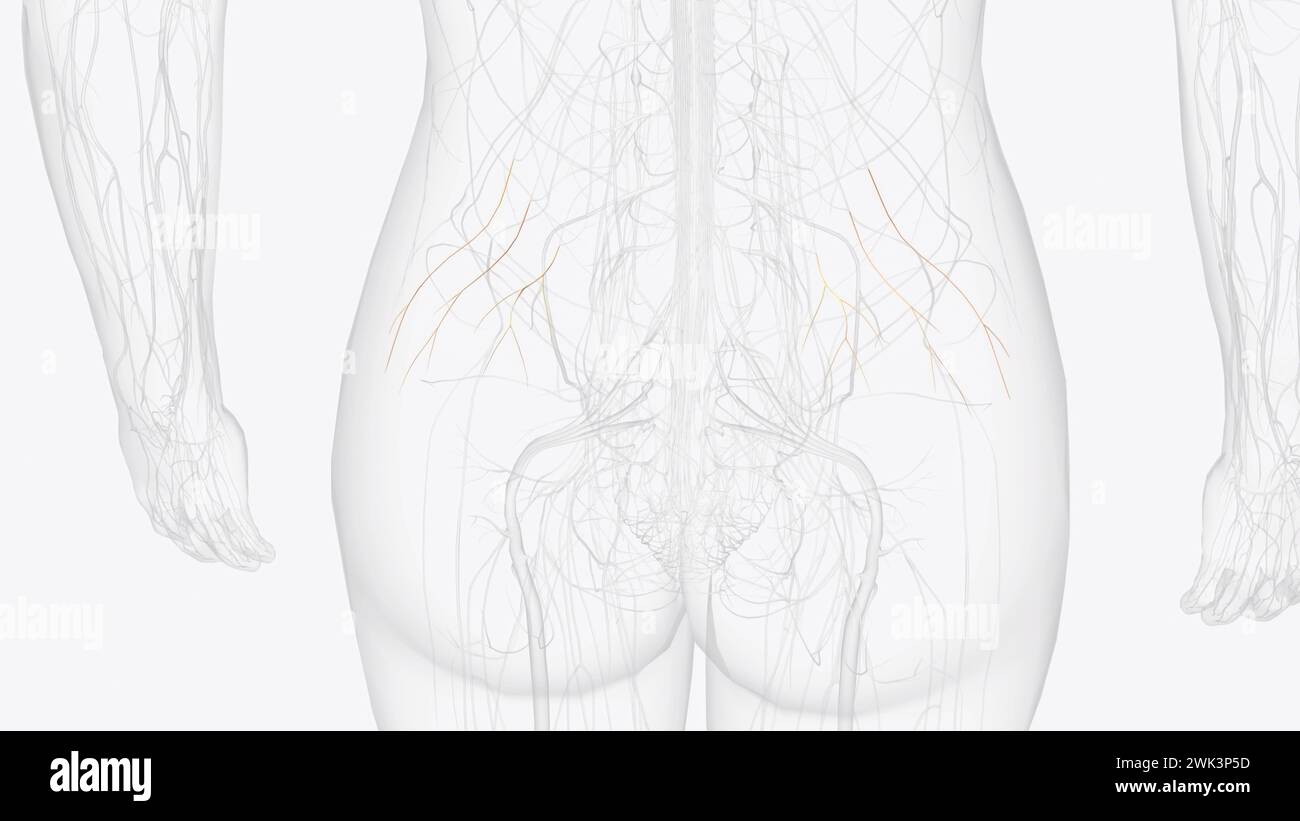 The superior gluteal nerve is a motor branch of the sacral plexus that arises from the posterior divisions of the L4, L5, and S1 anterior roots 3d ill Stock Photo