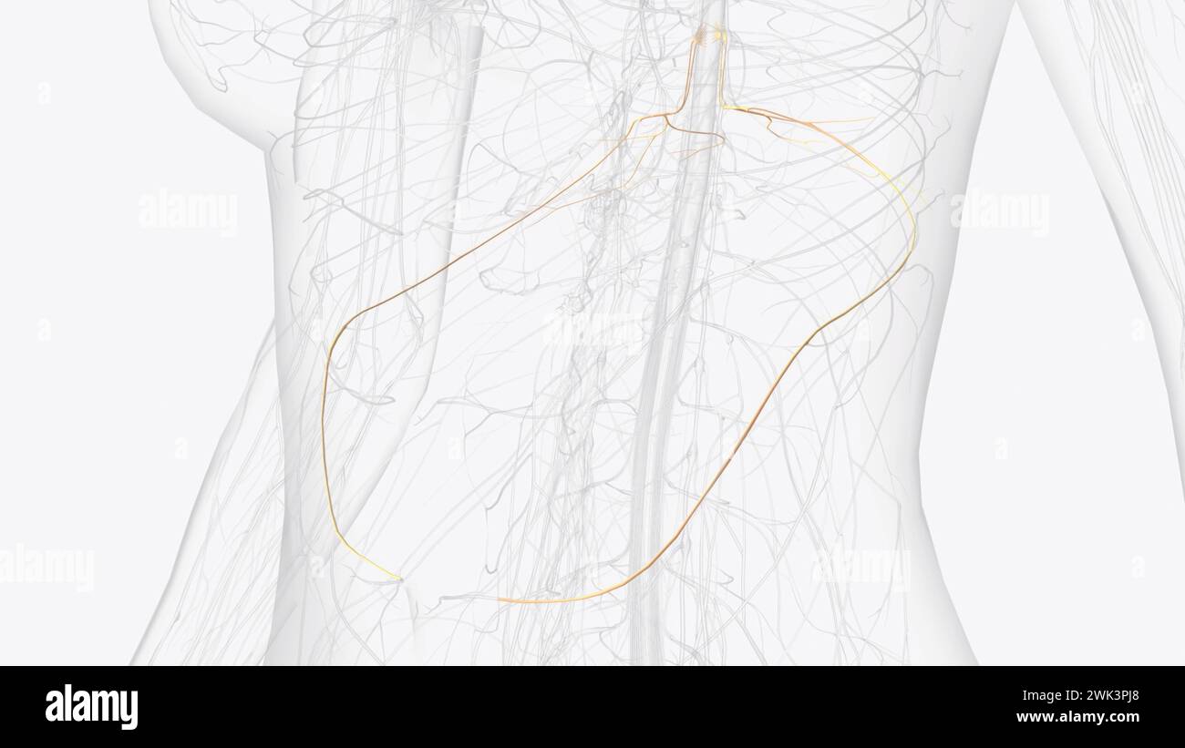 The Thoracic Spinal Nerve 10 (t10) Is A Spinal Nerve Of The Thoracic 