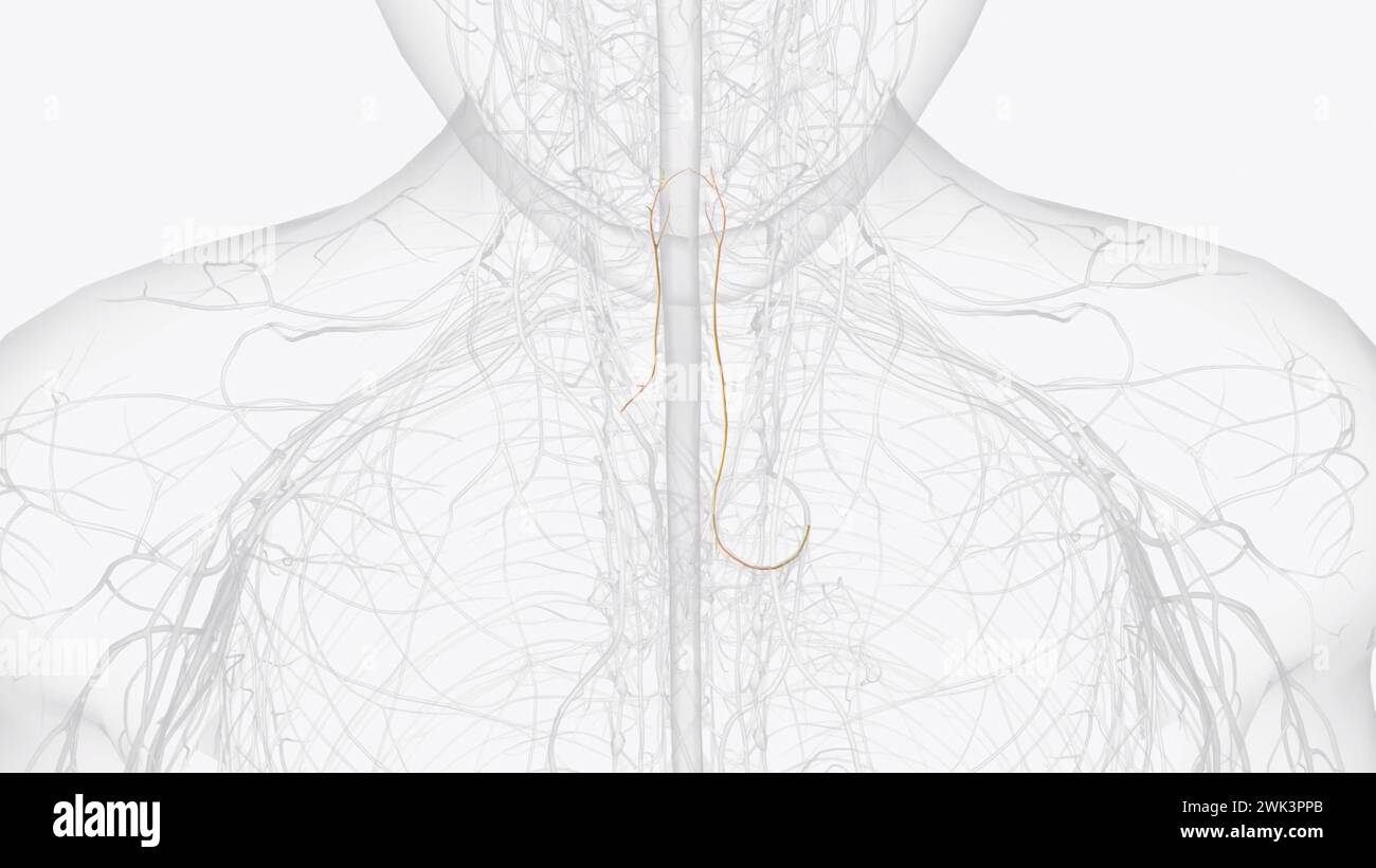 Recurrent laryngeal nerve RLN : the RLN is also a branch of the vagus nerve 3d illustration Stock Photo