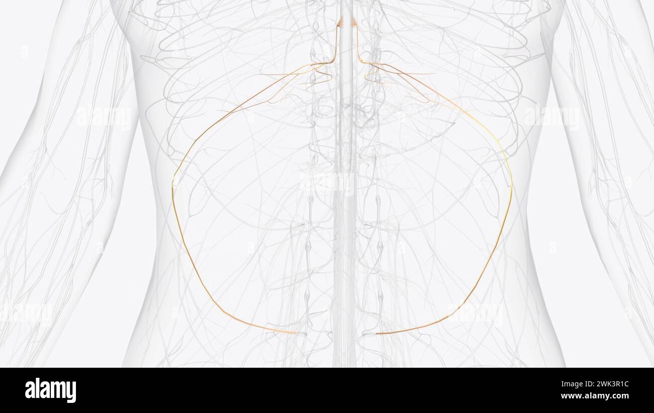 The thoracic spinal nerve 10 (T10) is a spinal nerve of the thoracic