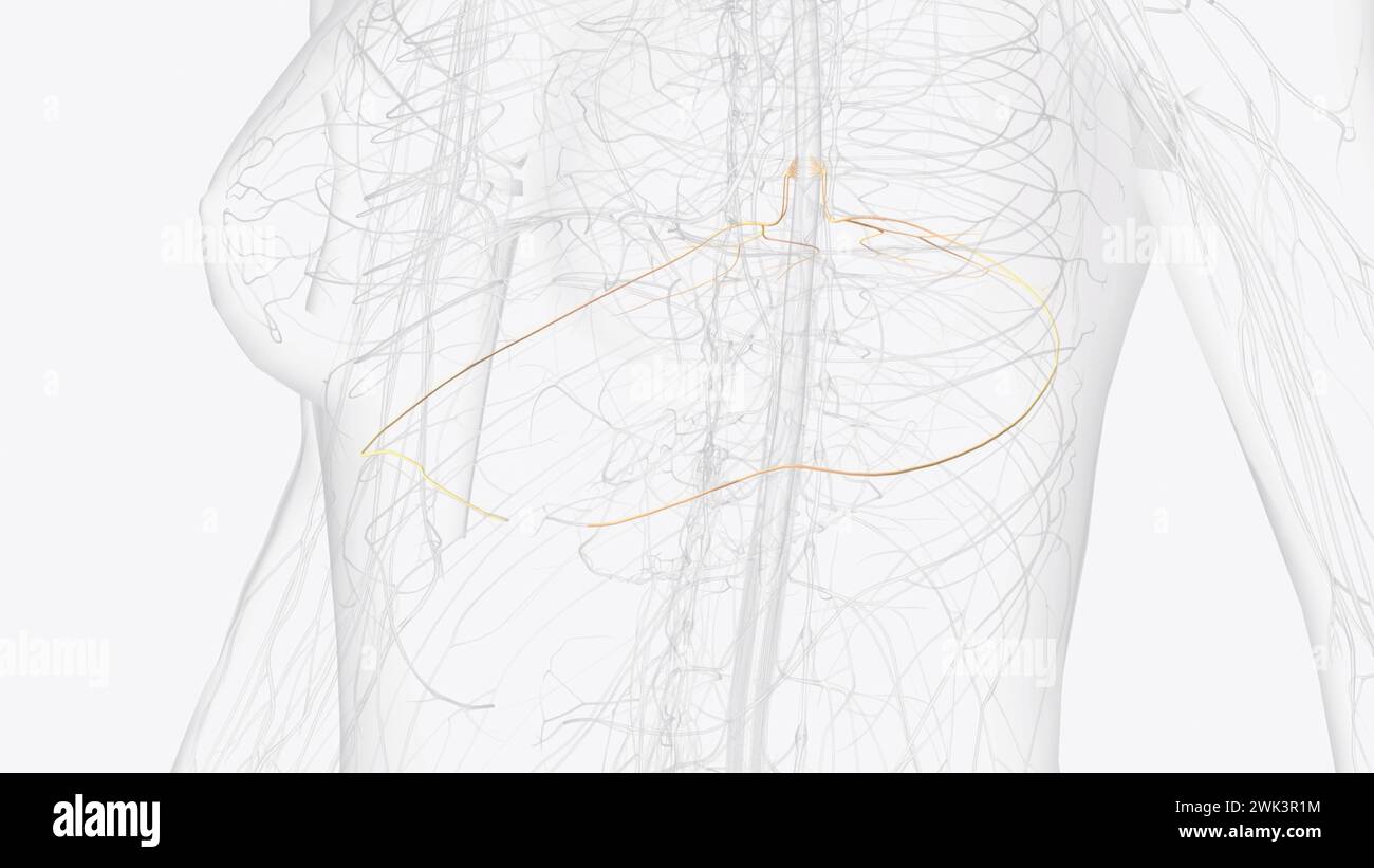 T6, T7, T8 provide the nerve network for some of the chest and abdomen, and belt-like dermatomes around the middle of the abdomen 3d illustration Stock Photo