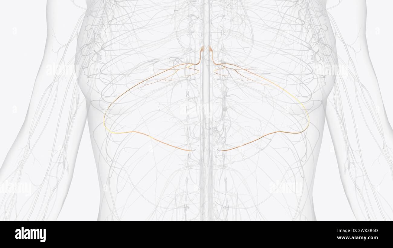 T6, T7, T8 provide the nerve network for some of the chest and abdomen, and belt-like dermatomes around the middle of the abdomen 3d illustration Stock Photo