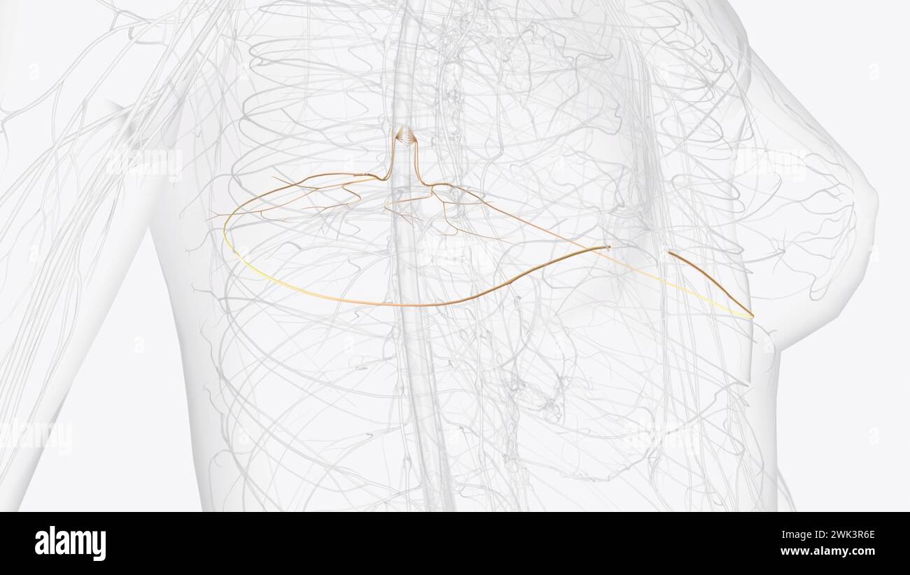 T6, T7, T8 provide the nerve network for some of the chest and abdomen ...