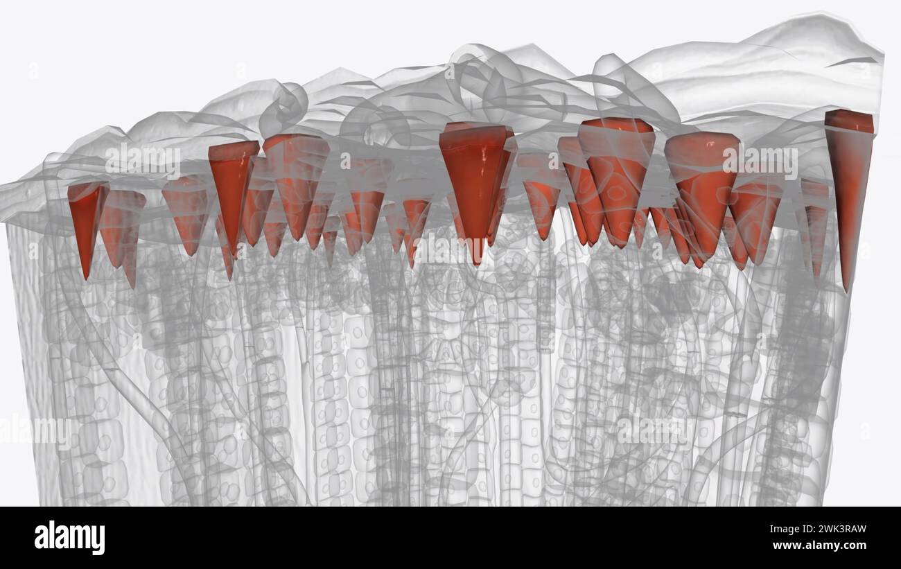 Trabecula is a supportive and connective tissue element which form in