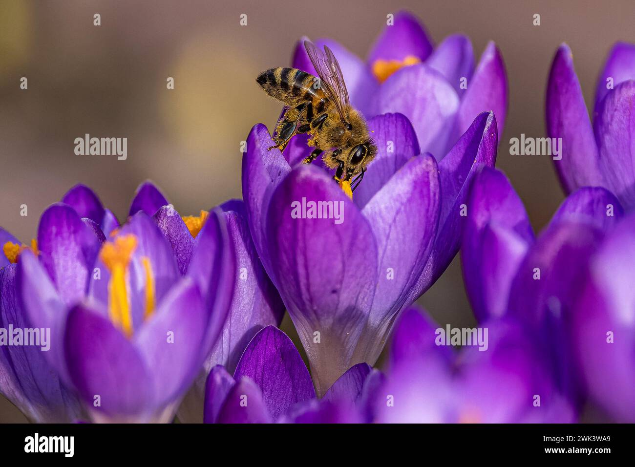 18 February 2024, Brandenburg, Leuthen: A honey bee sits on a crocus ...