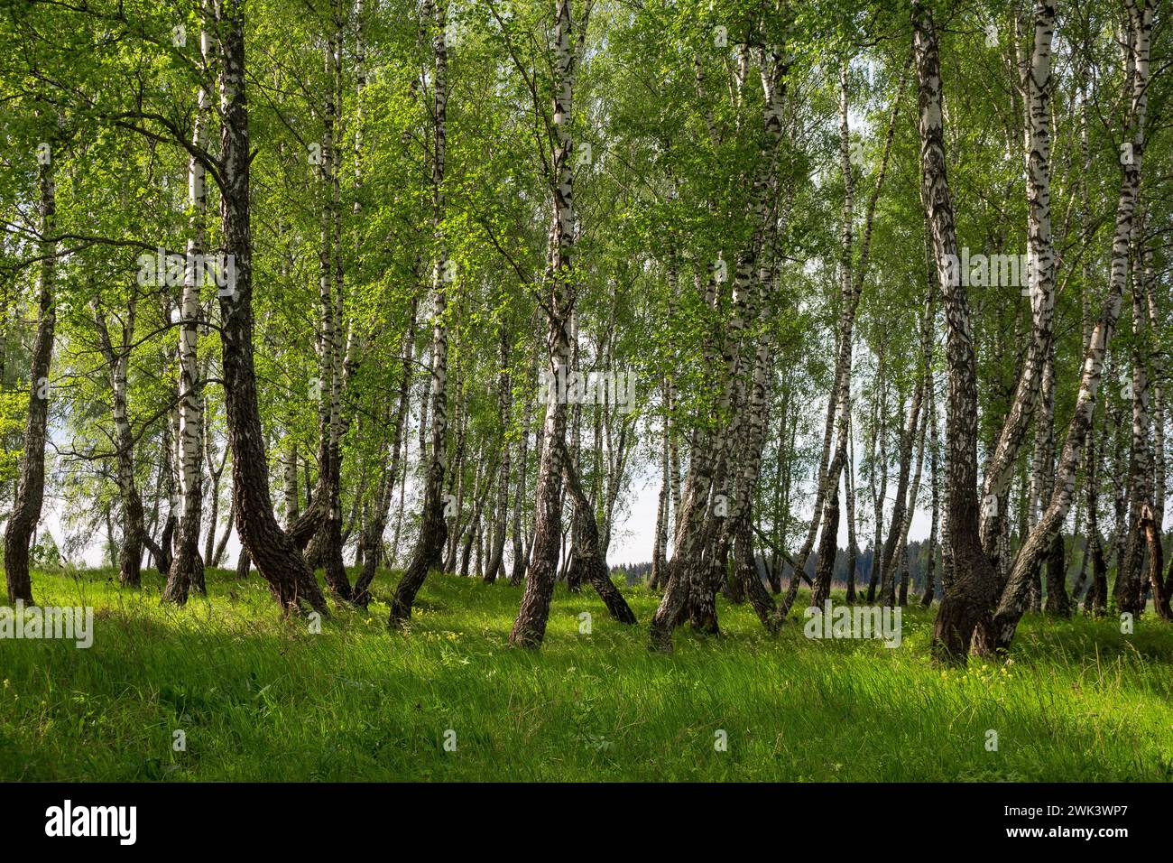 Beautiful scenic birch grove and lush green grass on a summer day Stock ...