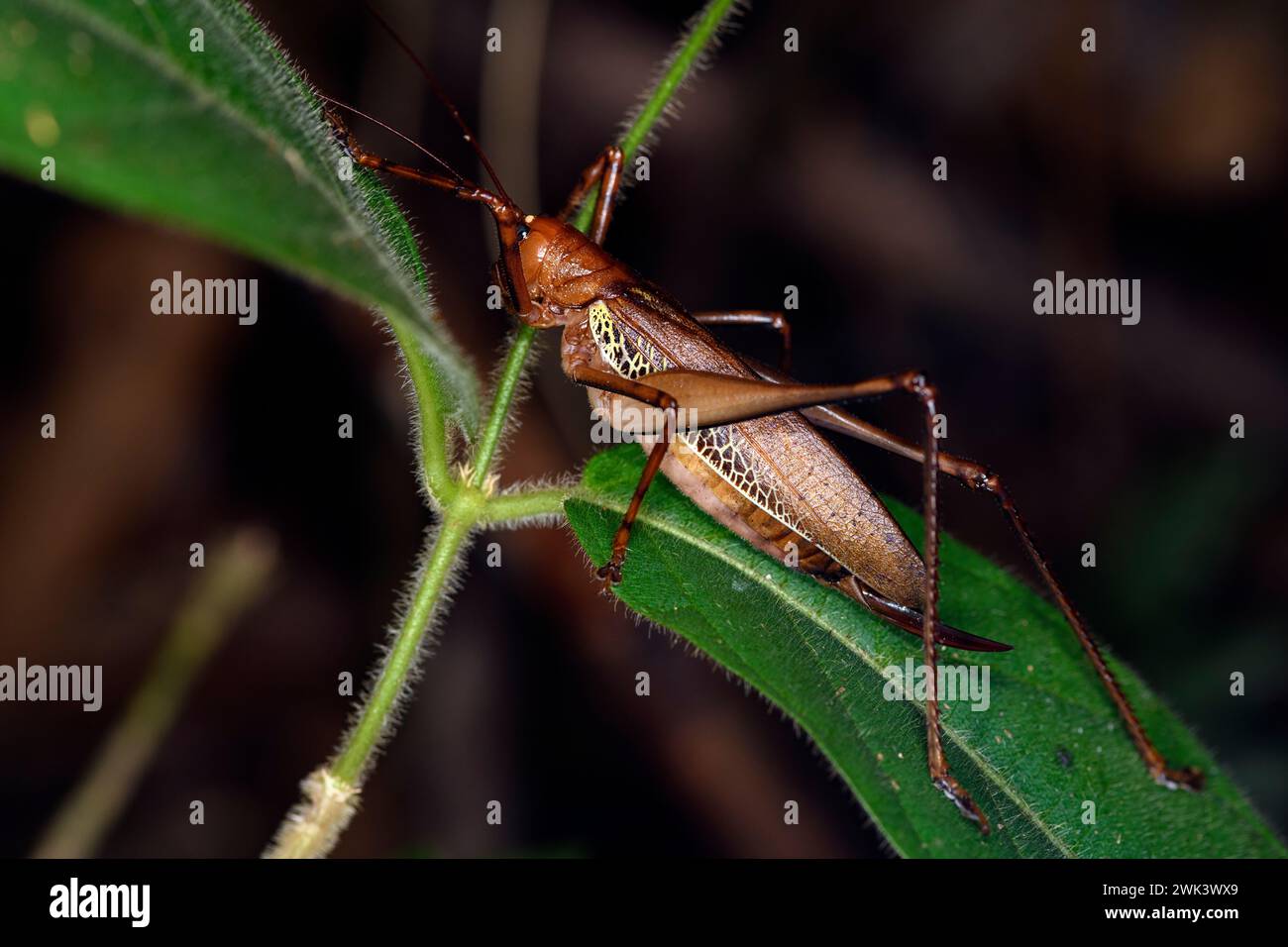 Grasshopper (Ischnomela pulchripennis) from Laguna del Lagarto, Costa Rica. Stock Photo