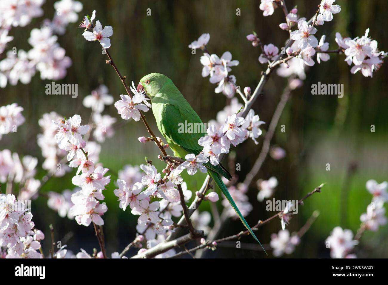 UK weather, 18 February 2024: Green ringneck (or rose-ringed) parakeets in a garden in Clapham, south London, eat the blossoms of an almond tree during a spell of windy by mild weather in the south of England. Credit: Anna Watson/Alamy Live News Stock Photo