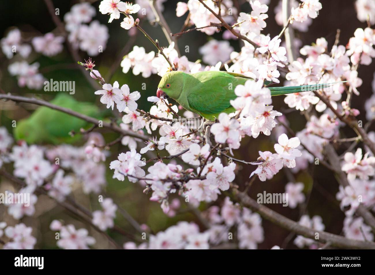 UK weather, 18 February 2024: Green ringneck (or rose-ringed) parakeets in a garden in Clapham, south London, eat the blossoms of an almond tree during a spell of windy by mild weather in the south of England. Credit: Anna Watson/Alamy Live News Stock Photo