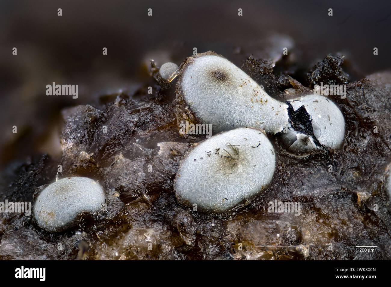 Sporocarps of the slime mold Diderma effusum growing on a decaying leaf. Stock Photo