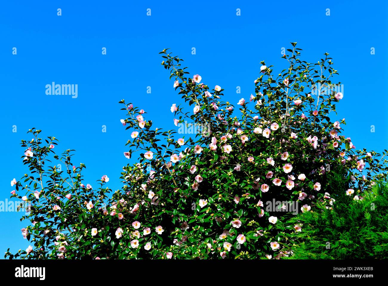 Dog Rose (rosa canina) in Hedge Somerset England uk Stock Photo - Alamy