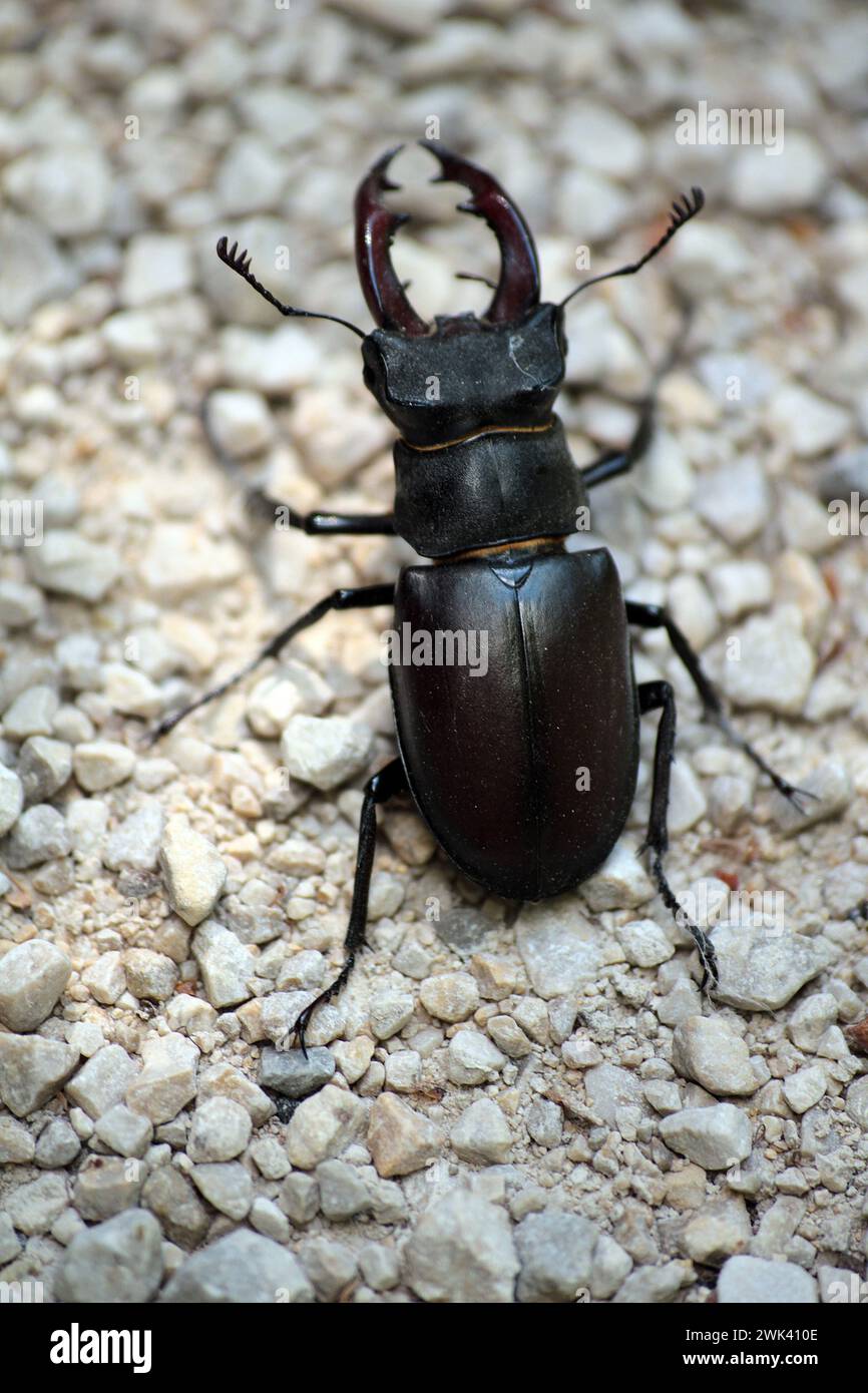 Stag-beetle from close Stock Photo