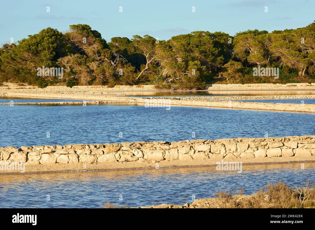 Saltworks of Salines d’en Marroig with aleppo pine trees (Pinus halepensis) (Ses Salines Natural Park, Formentera, Mediterranean sea, Spain) Stock Photo