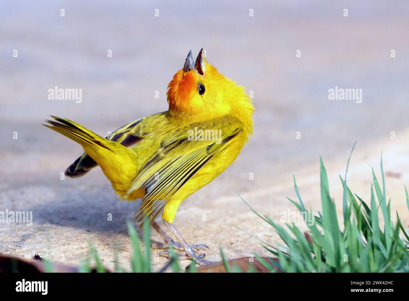 male Saffron Finch (Sicalis flaveola) doing the mating dance Stock Photo