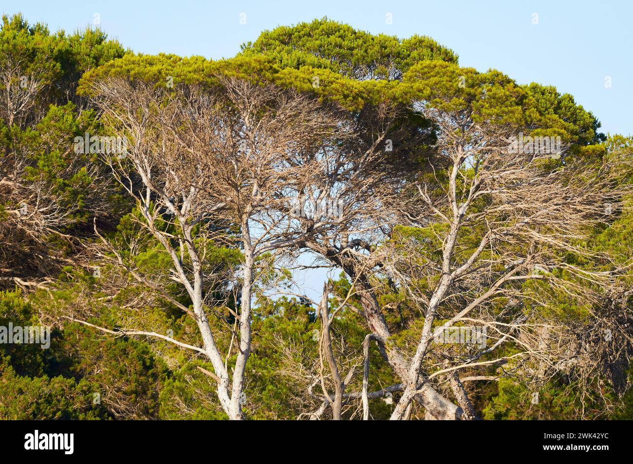 Tree tops of Aleppo pine (Pinus halepensis) in Ses Salines Natural Park (Formentera, Pityusic Islands, Balearic Islands, Mediterranean sea, Spain) Stock Photo