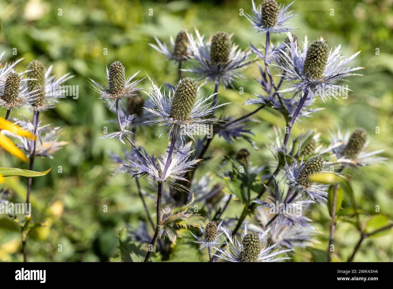 Eryngium alpinum 'Blue Jackpot' also known as Blue Sea Holly Stock Photo Alamy