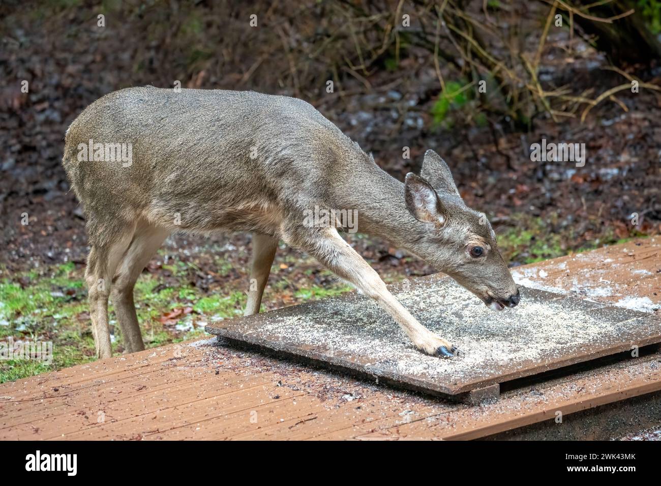 Issaquah, Washington, USA. Blacktailed Deer come to eat birdseed off
