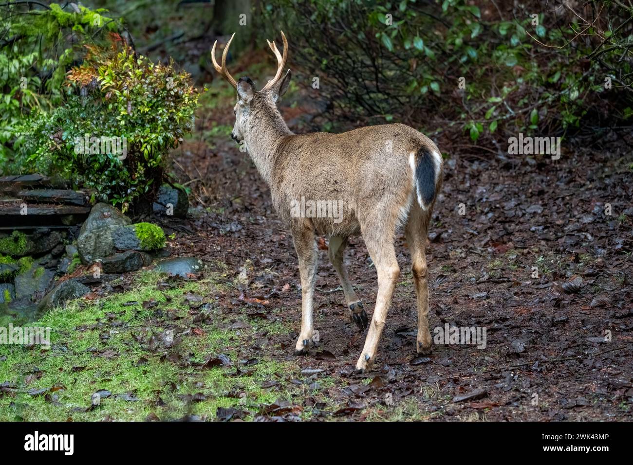 Tail ending hi-res stock photography and images - Alamy