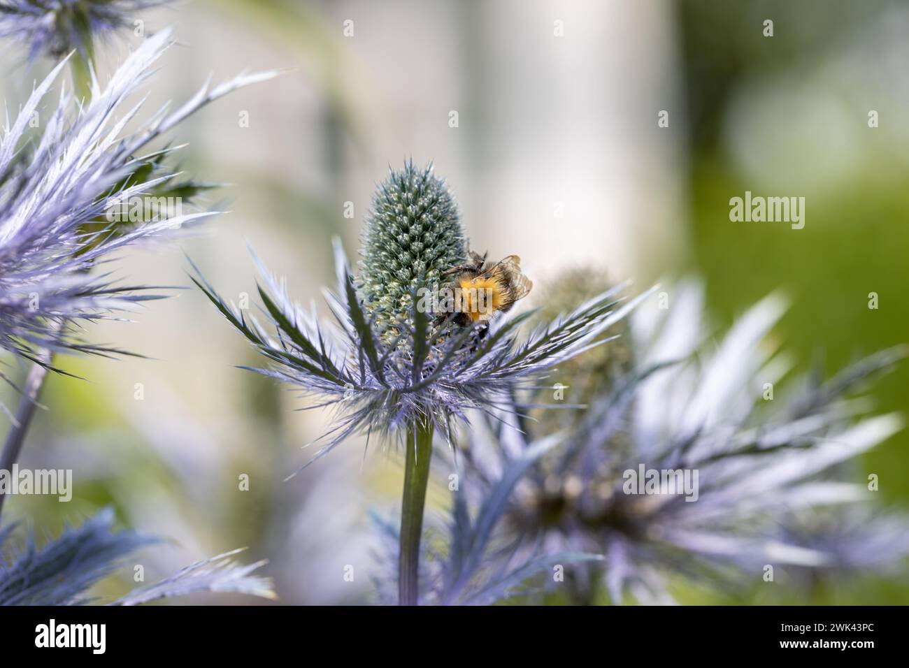 Eryngium alpinum 'Blue Jackpot' also known as Blue Sea Holly Stock