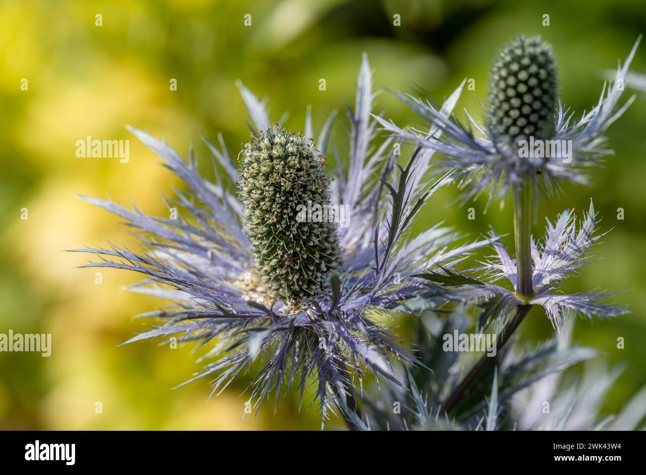 Eryngium alpinum 'Blue Jackpot' also known as Blue Sea Holly Stock Photo Alamy