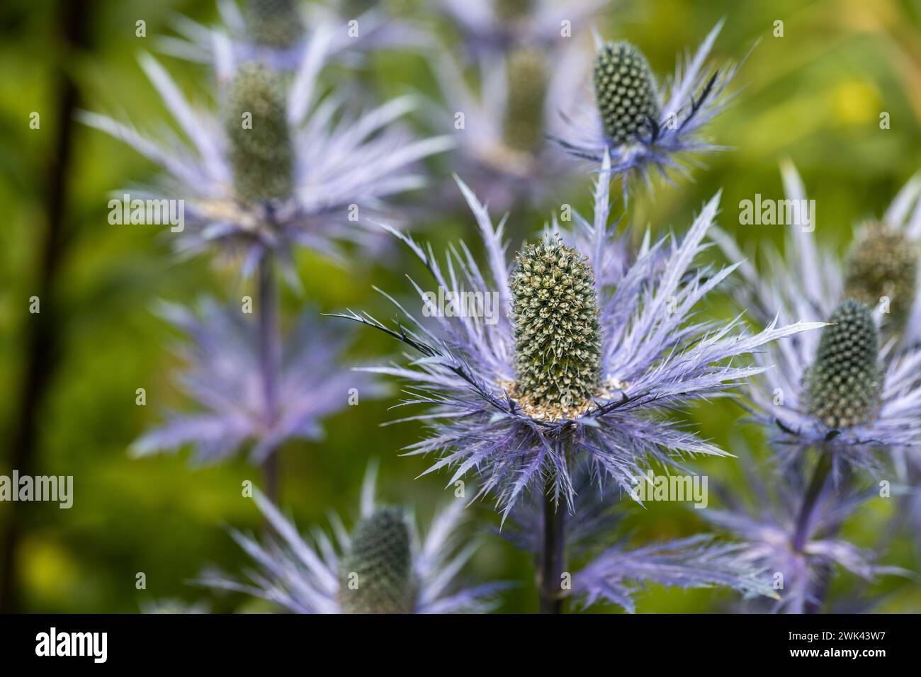 Eryngium alpinum 'Blue Jackpot' also known as Blue Sea Holly Stock Photo Alamy