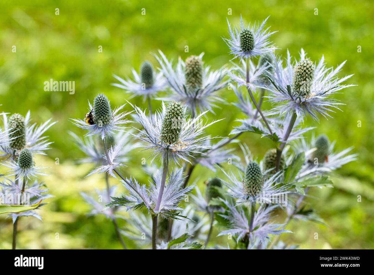 Eryngium alpinum 'Blue Jackpot' also known as Blue Sea Holly Stock Photo Alamy