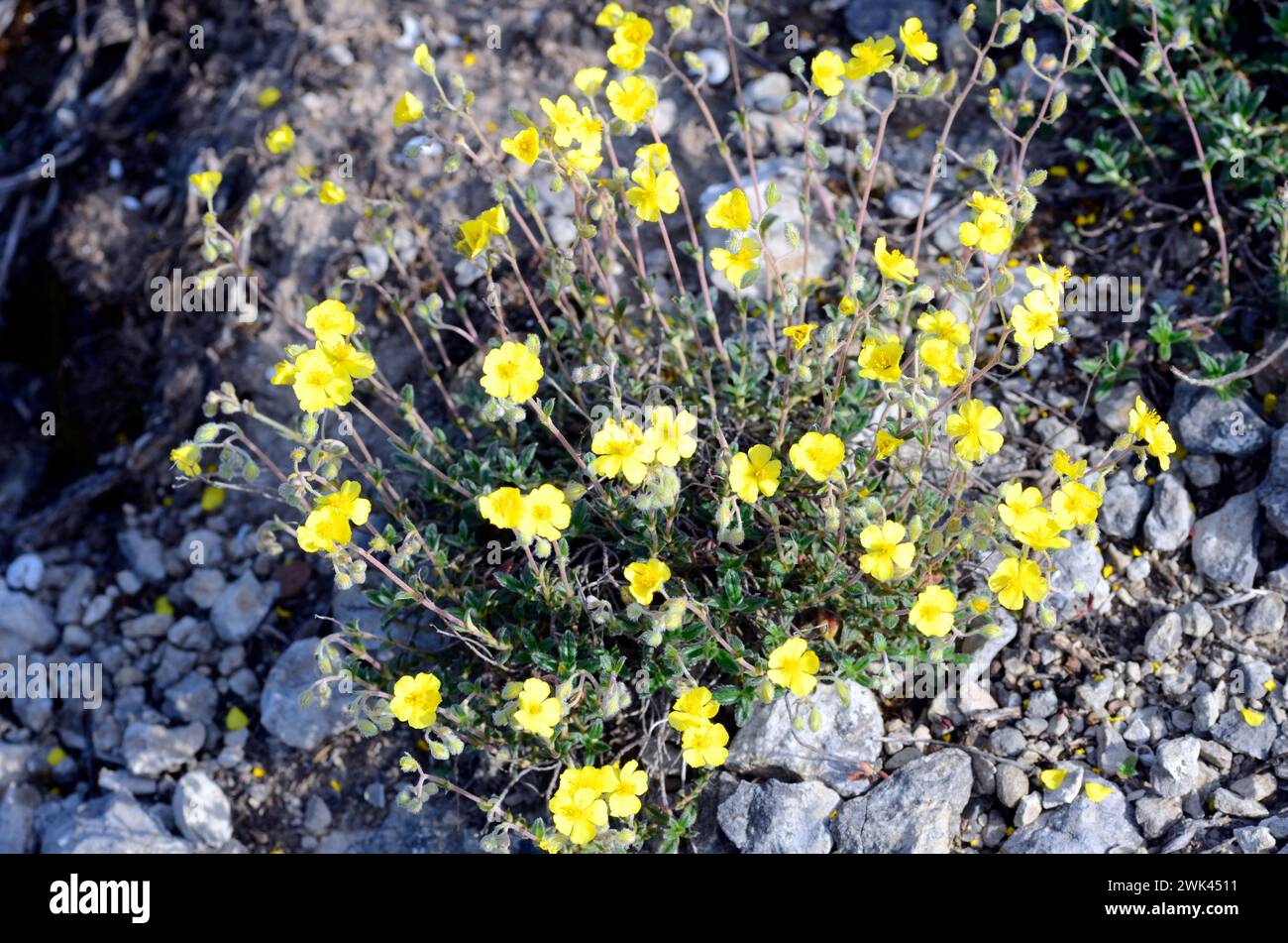The hoary rockrose (Helianthemum oelandicum) in flower. It is a rocky plant from calcareous soils. Stock Photo