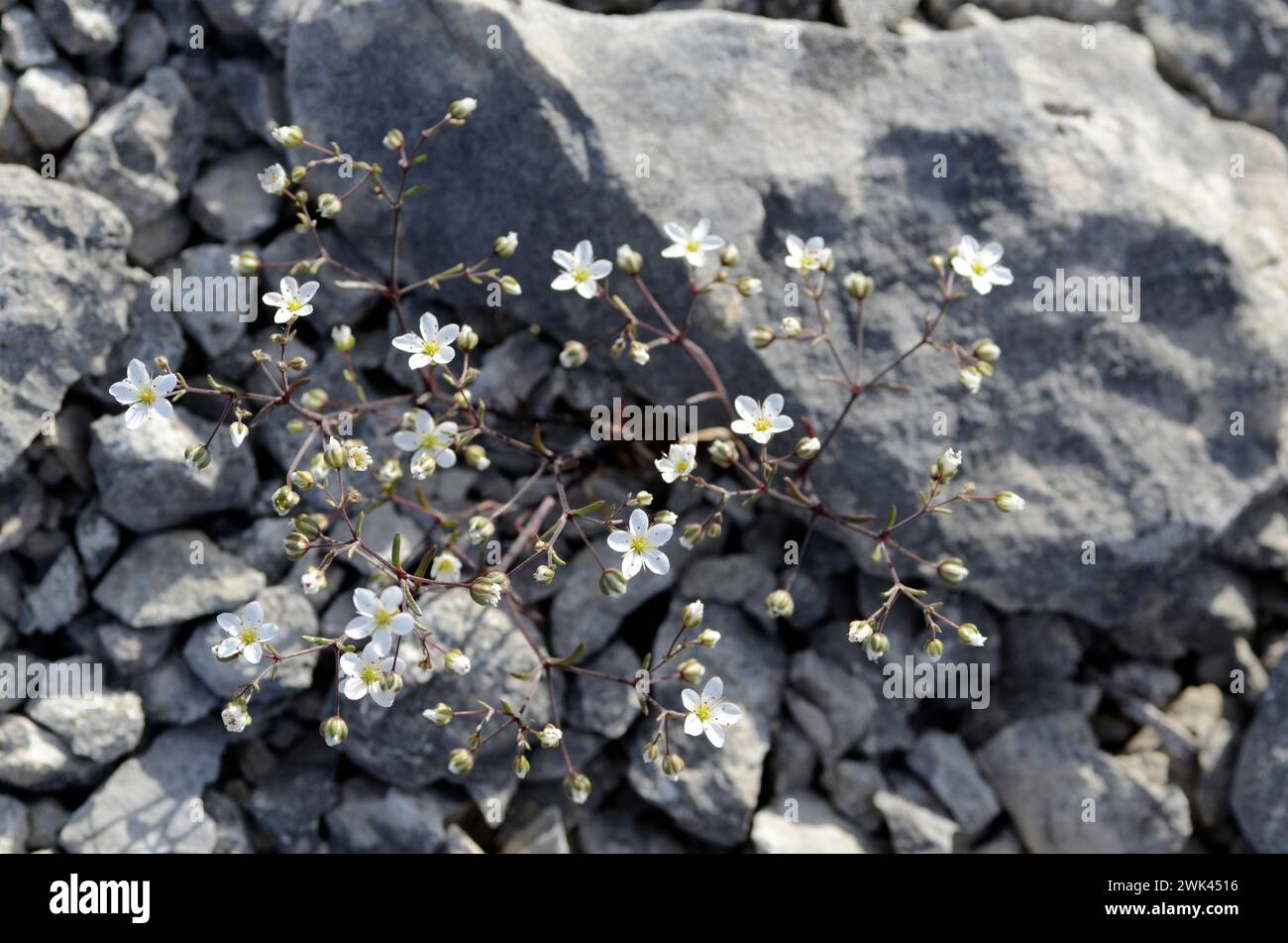 Saxifraga tridactylites in flower. Grows in stony soils Stock Photo