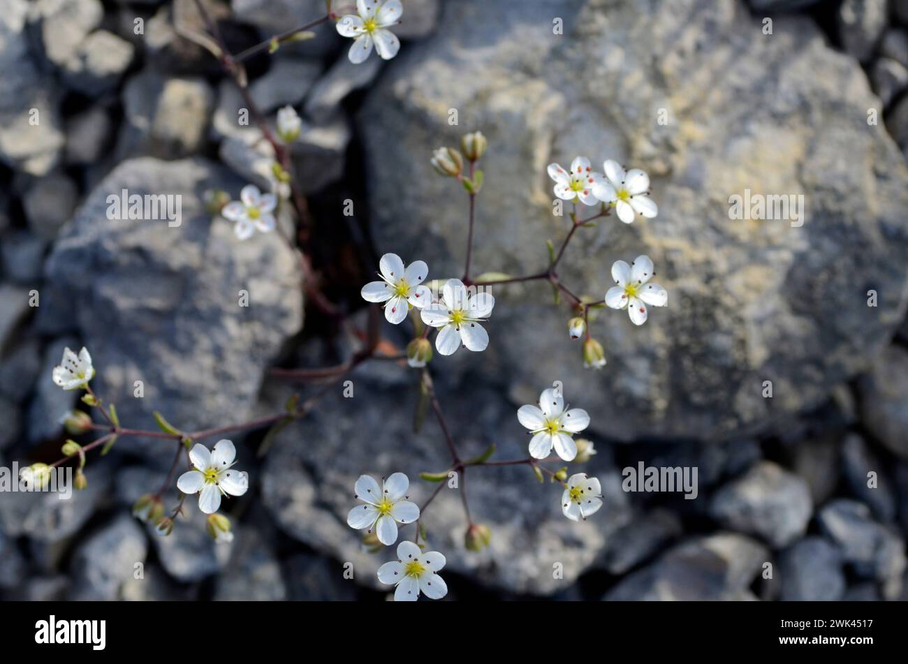 Saxifraga tridactylites in flower. Grows in stony soils Stock Photo