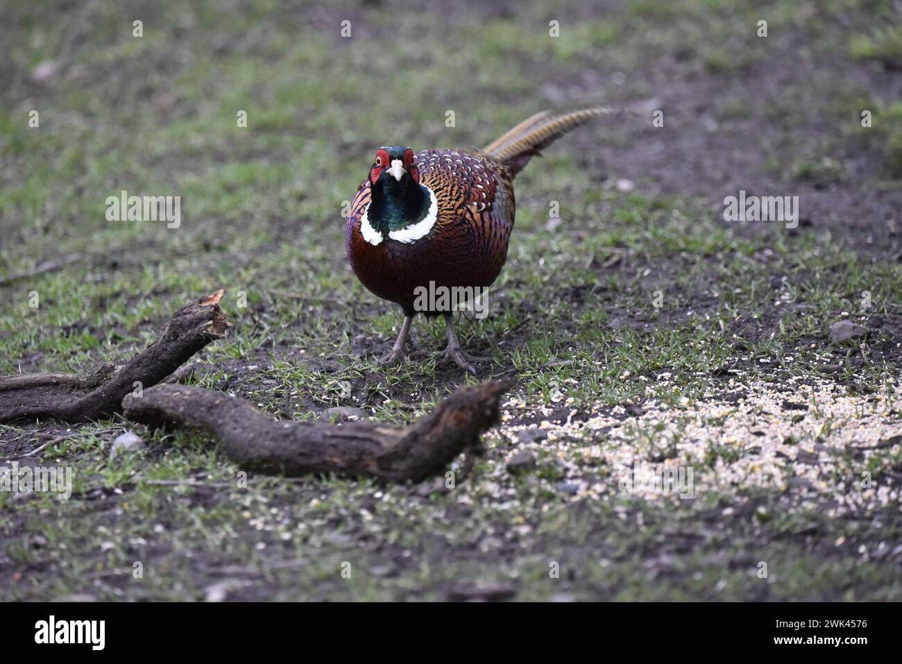 Copper Coloured Common Pheasant (Phasianus colchicus) Standing in Middle of Image, Facing Camera, taken in a Forest Clearing in the UK in Winter Stock Photo