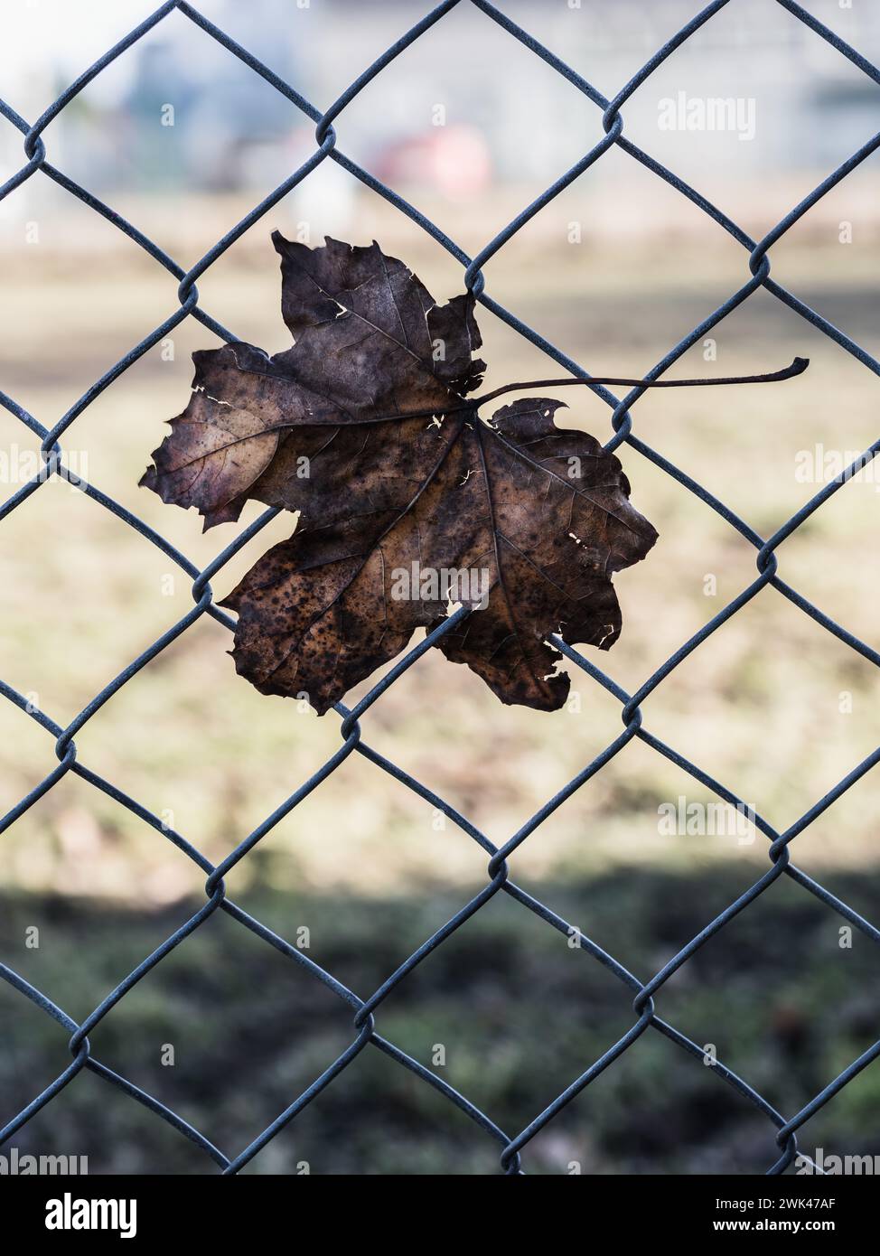 This image captures a solitary withered brown leaf entangled within the diamond patterns of a chain link fence. The leaf’s veins are distinctly visibl Stock Photo