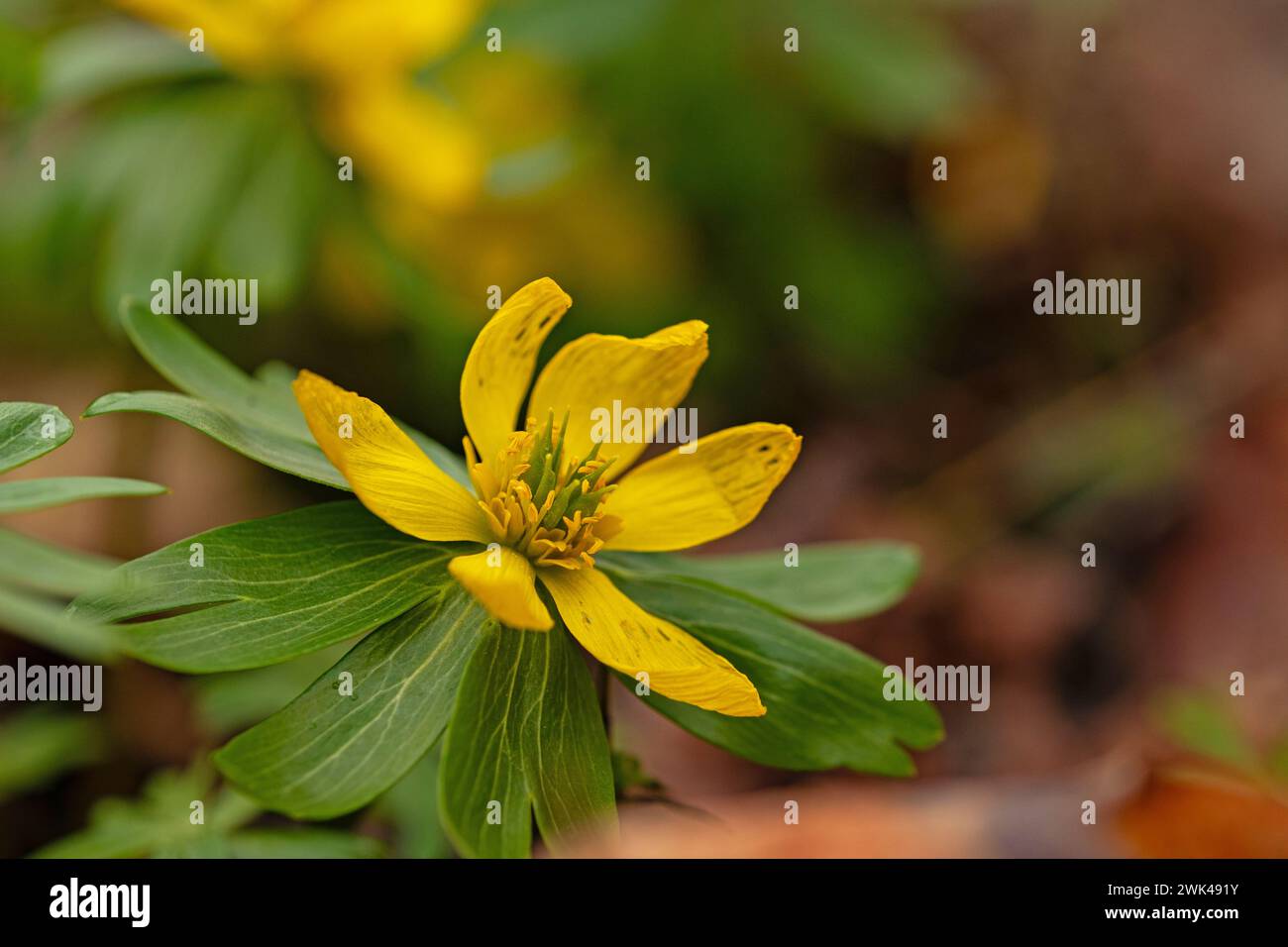 macro of a beautiful flowering winter aconite flower in a forest Stock Photo