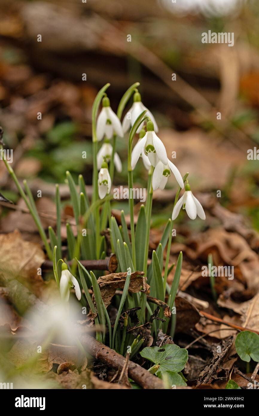 beautiful wild snowdrop flowers in a forest Stock Photo