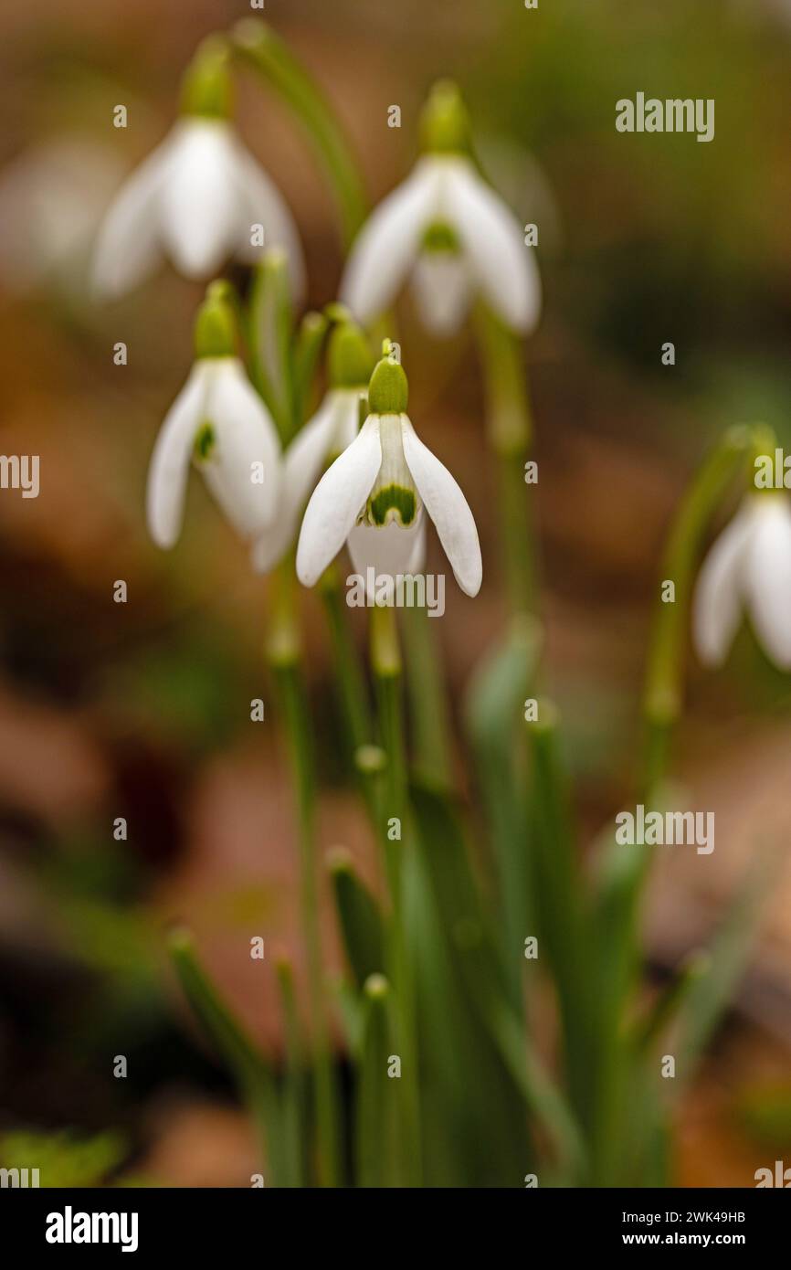 beautiful wild snowdrop flowers in a forest Stock Photo