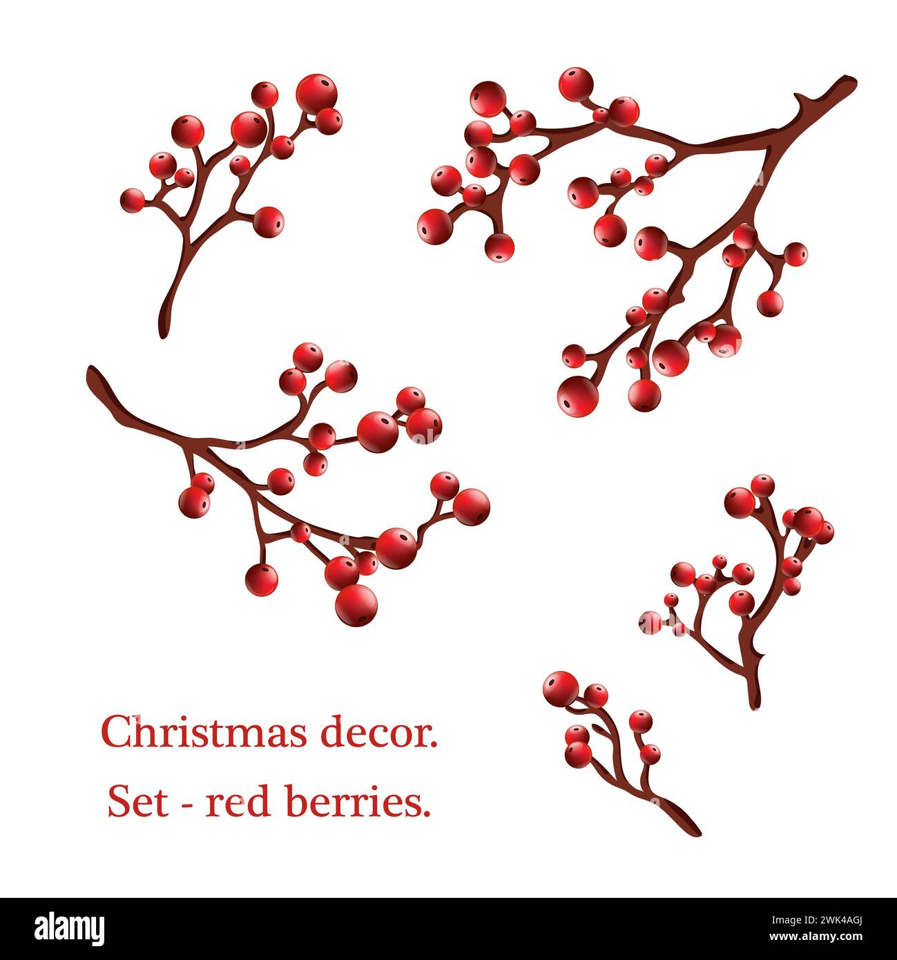 Sprigs with red holly berries. Xmas. Red Berries plants collection for Christmas Gift Design. Colored Botanical Drawings.Isolated on a white backgroun Stock Photo