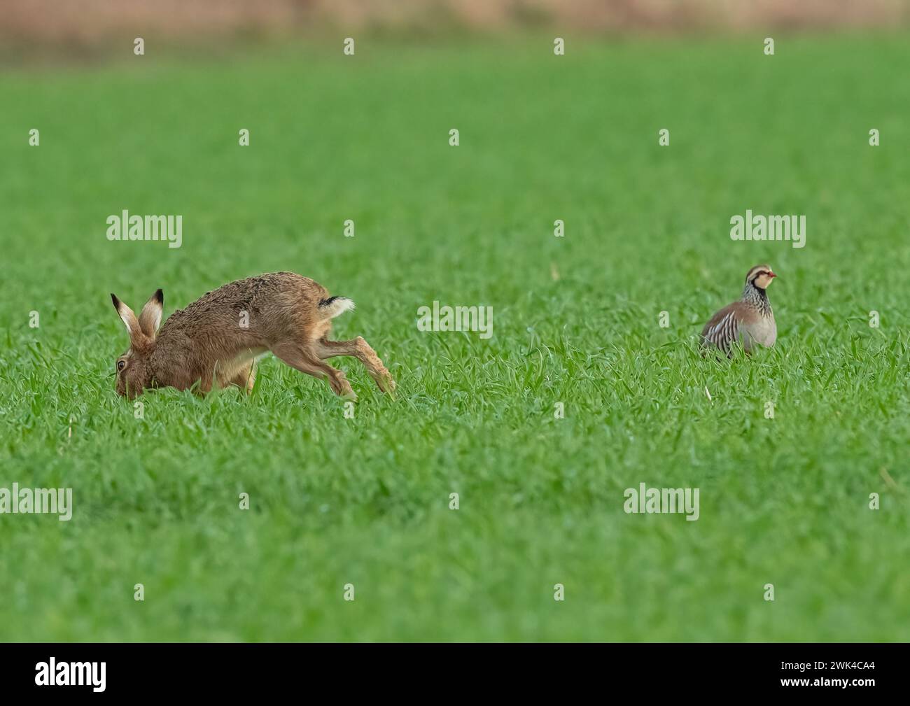 an-unusual-shot-of-a-brown-hare-lepus-europaeus-runnig-past-a-red