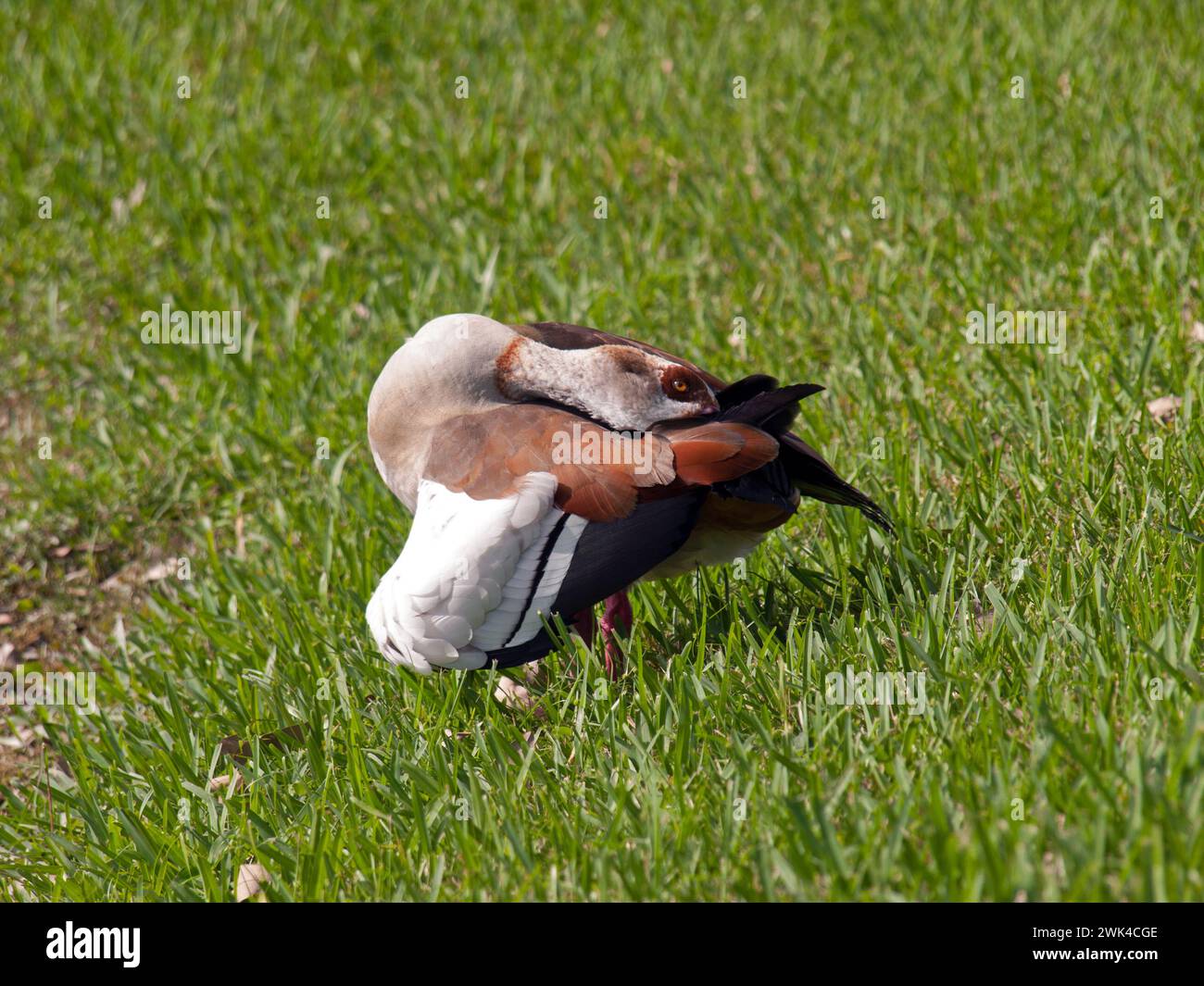 Wild Egyptian goose cleaning its feathers (Alopochen aegyptiaca). Stock Photo