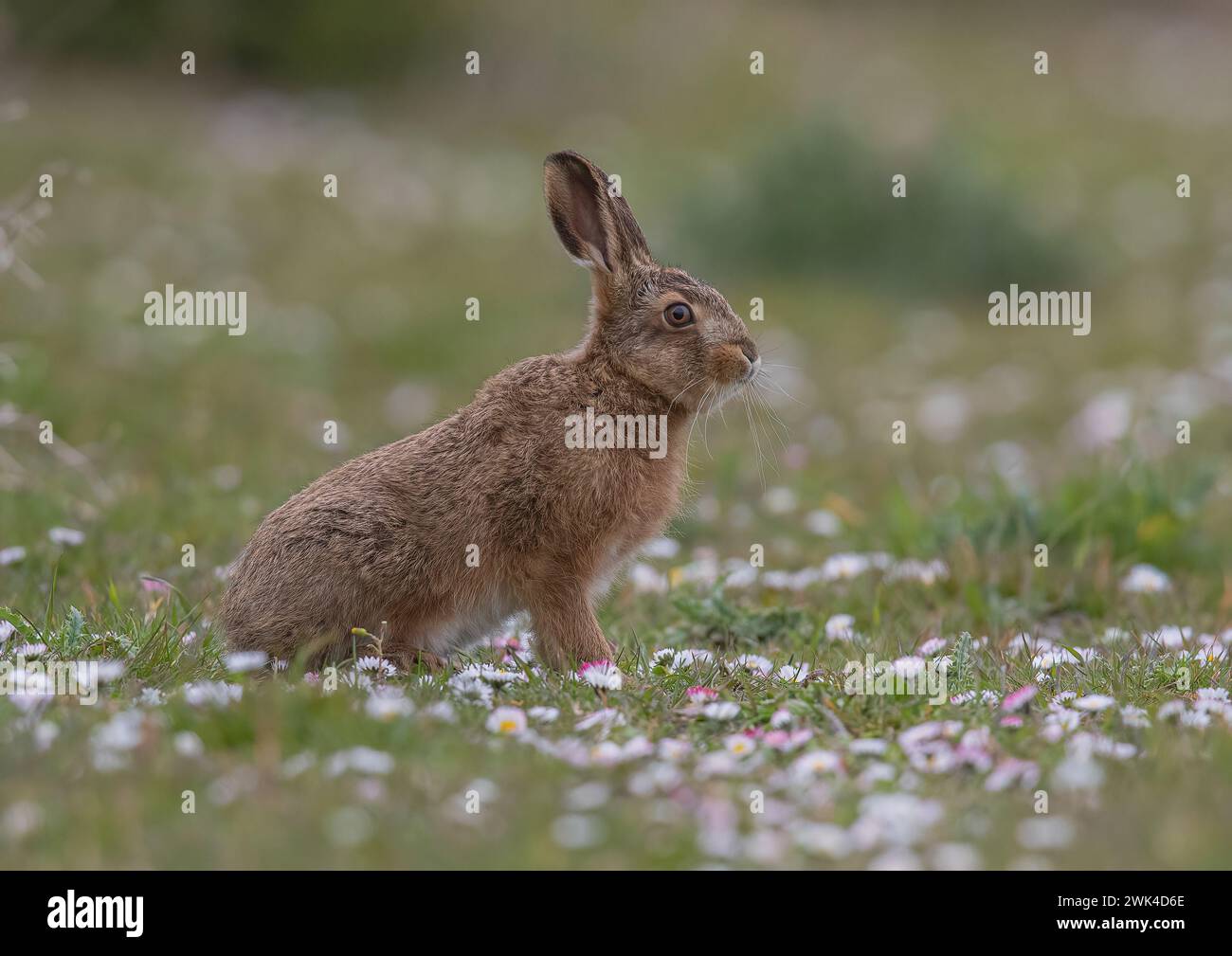 A young  Brown Hare Leveret ( Lepus europaeus ) sitting in amongst a carpet of daisies whilst growing into it's ears. Suffolk, UK. Stock Photo