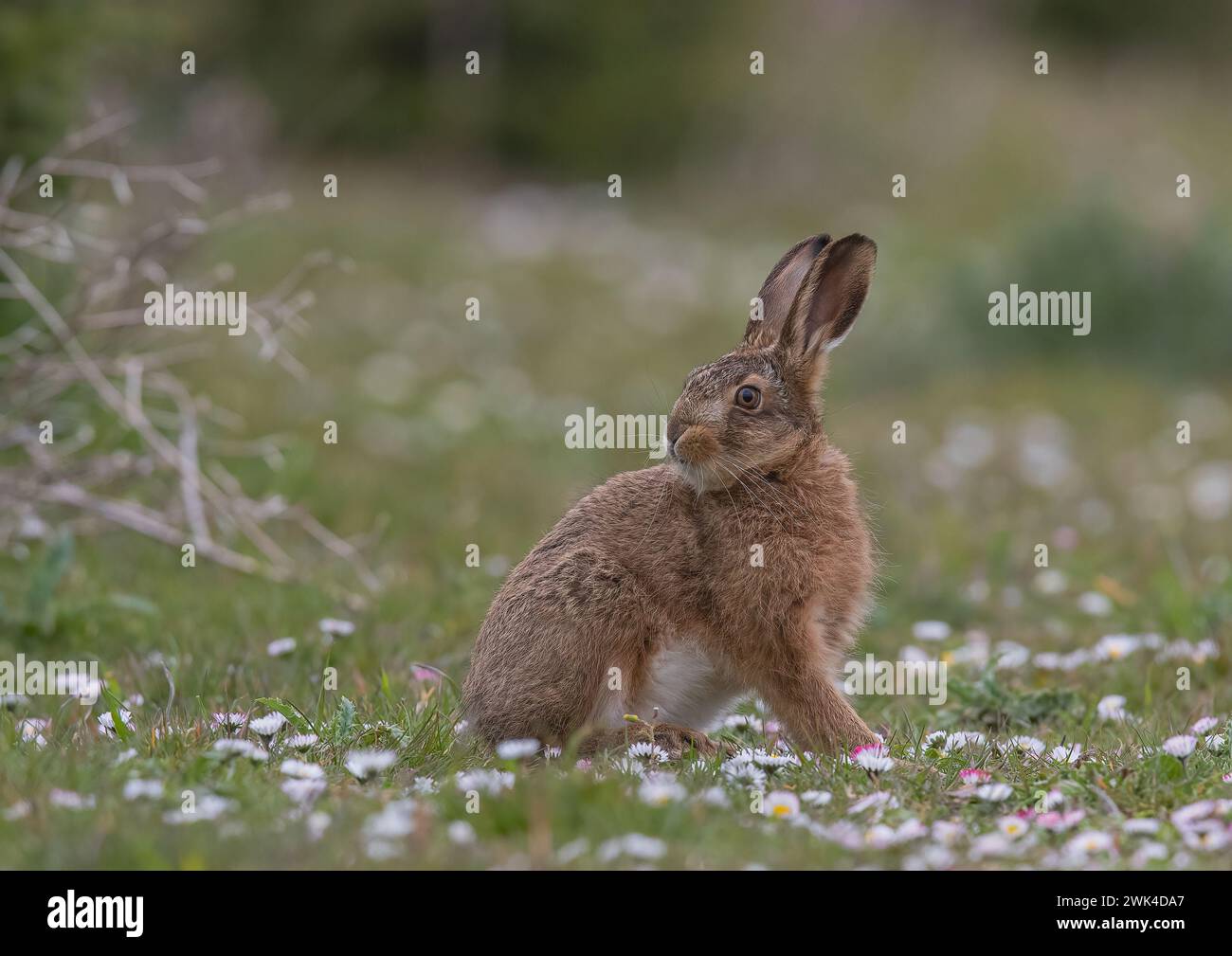 A young  Brown Hare Leveret ( Lepus europaeus ) sitting in amongst a carpet of daisies whilst growing into it's ears. Suffolk, UK. Stock Photo