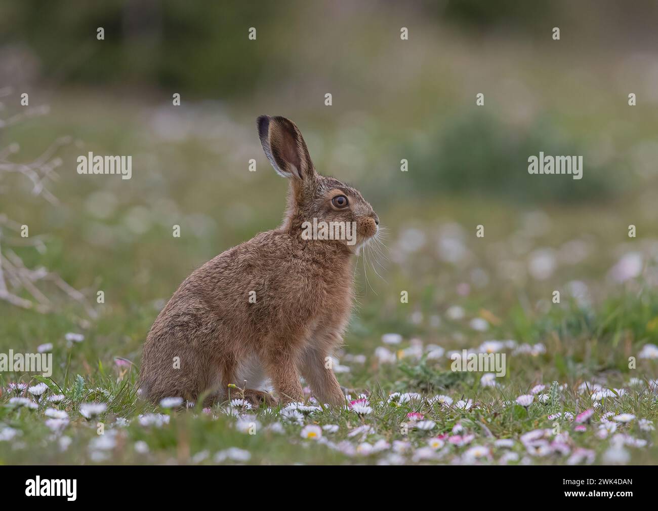 A young  Brown Hare Leveret ( Lepus europaeus ) sitting in amongst a carpet of daisies whilst growing into it's ears. Suffolk, UK. Stock Photo