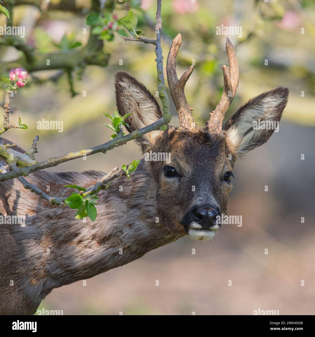 A close up , head shot of a Roe Deer with antlers (Capreolus capreolus) peeping out from the pink apple blossom in the orchards of a Suffolk Farm . UK Stock Photo
