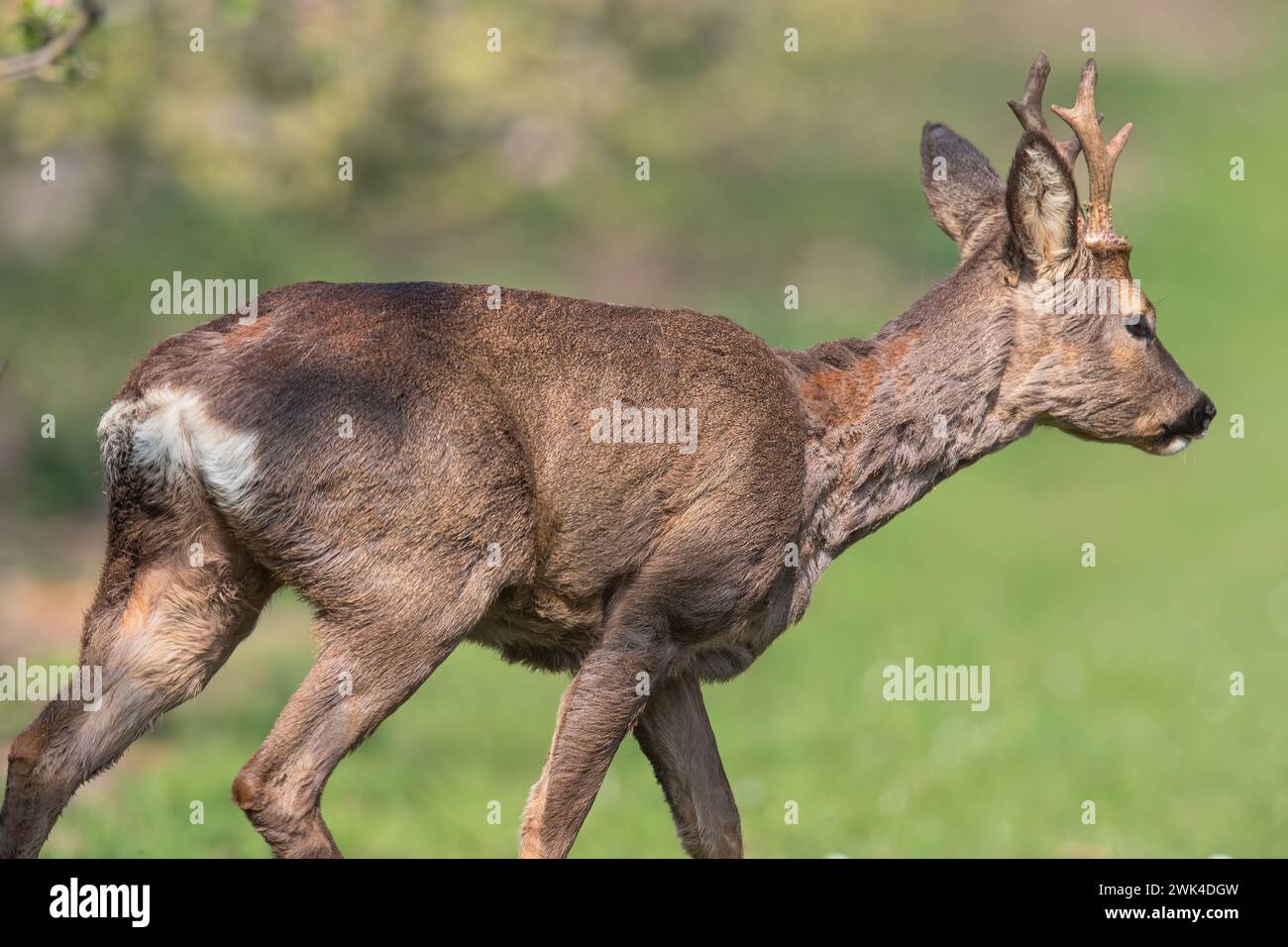 A close up shot. Male Roe Deer with antlers (Capreolus capreolus) walking amongst the pink apple blossom in the Apple orchards of a Suffolk Farm. UK Stock Photo