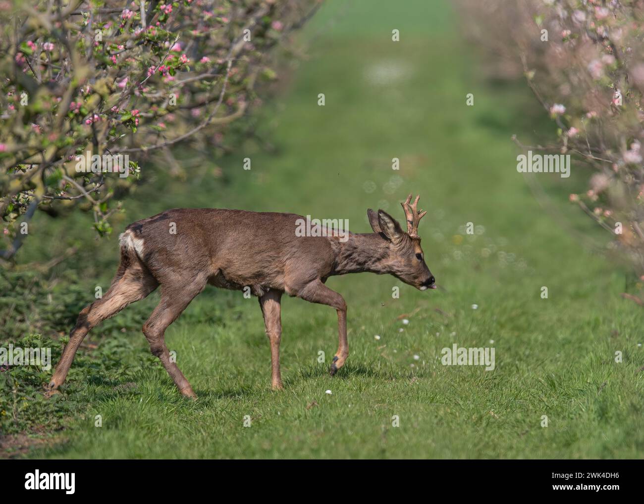 A male Roe Deer with antlers (Capreolus capreolus) walking amongst the pink apple blossom in the Apple orchards of a Suffolk Farm . UK Stock Photo