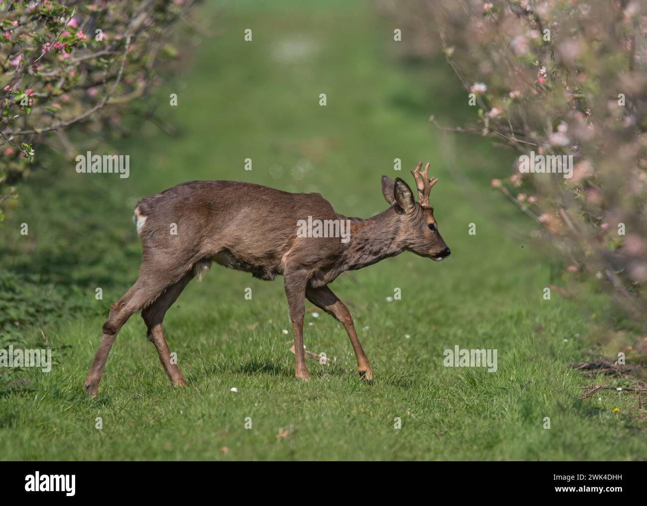 A male Roe Deer with antlers (Capreolus capreolus) walking amongst the pink apple blossom in the Apple orchards of a Suffolk Farm . UK Stock Photo