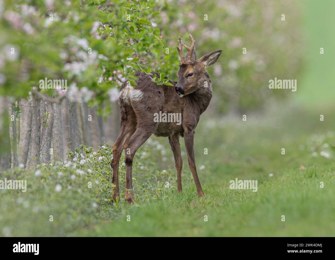 A male Roe Deer with antlers (Capreolus capreolus) standing grooming amongst the pink apple blossom in the Apple orchards of a Suffolk Farm . UK Stock Photo
